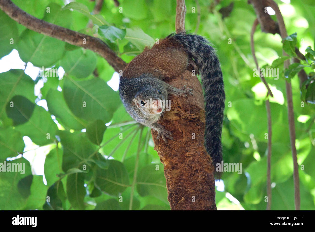 Smith's bush squirrel, Tree squirrel (Paraxerus cepapi), climbs on a tree, Zimbabwe, Mana Pools National Park Stock Photo