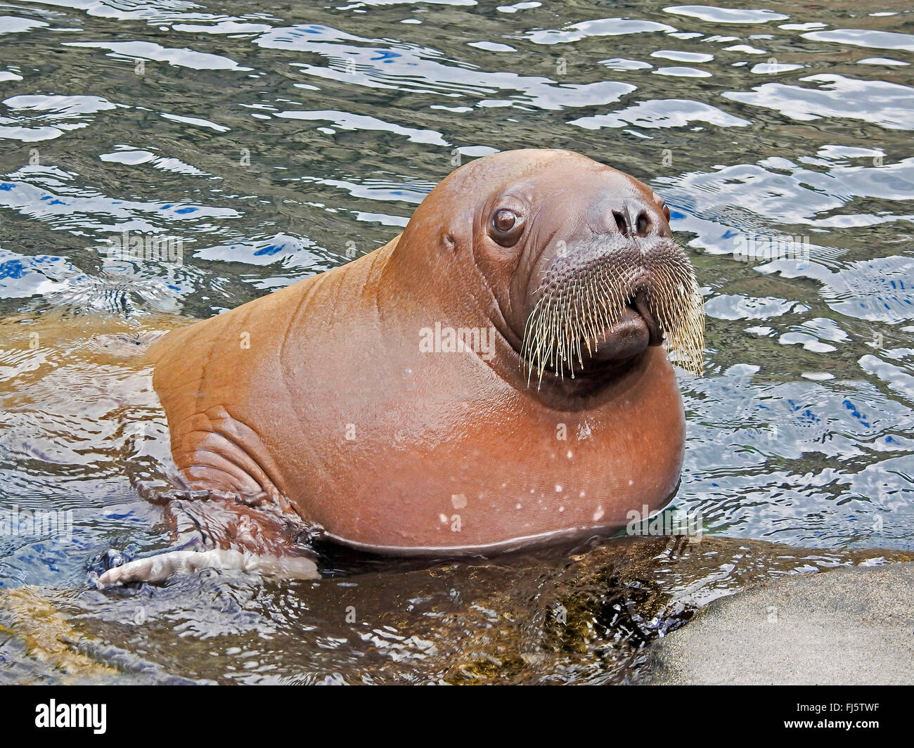 Baby Arctic Walrus