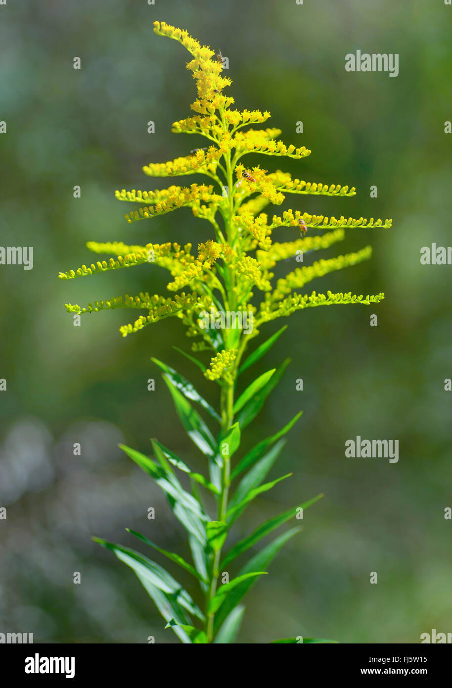 early goldenrod, late goldenrod, smooth goldenrod, smooth threeribbed goldenrod (Solidago