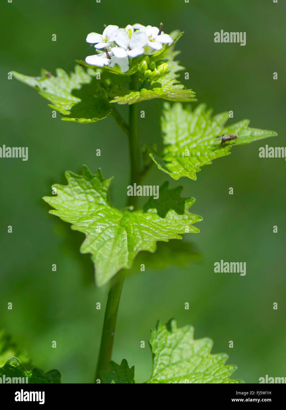 Garlic mustard, Hedge Garlic, JackbytheHedge (Alliaria petiolata