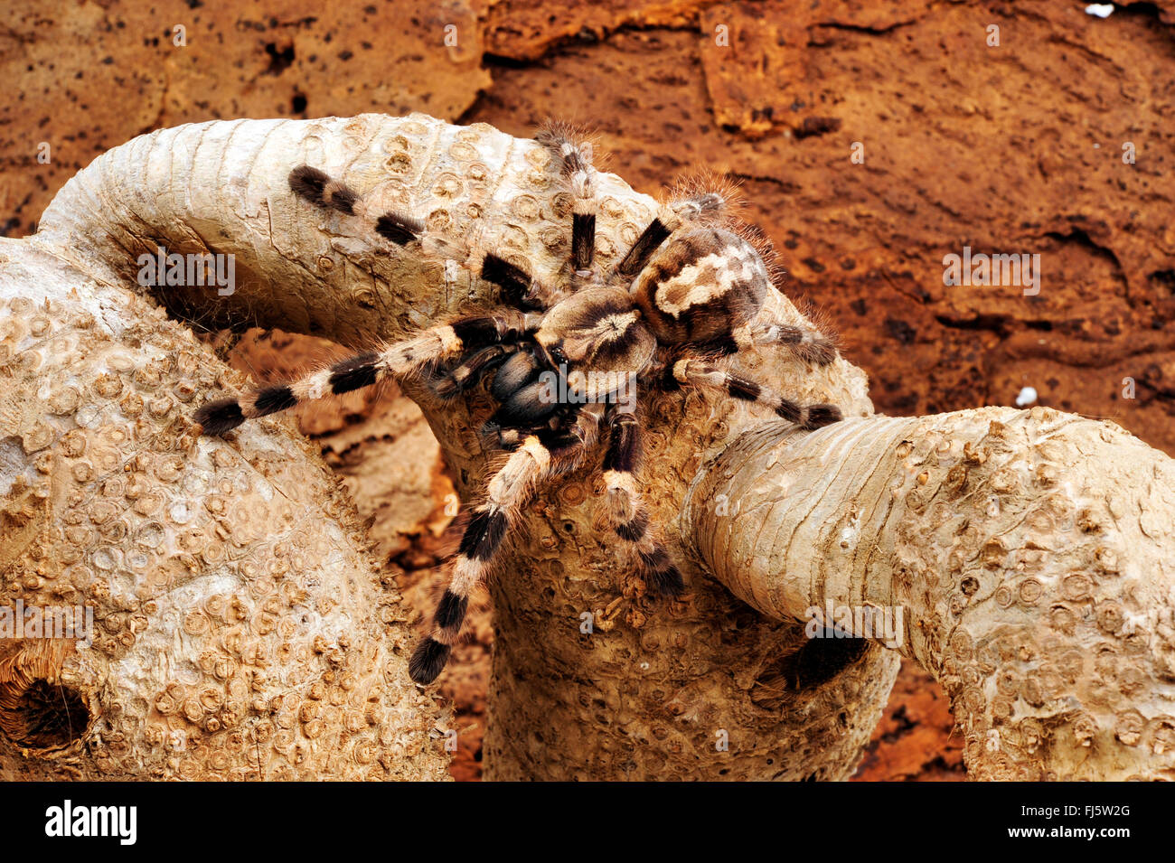 Bengal Ornamental, Wonderful Parachute Spider, Bengal Spotted Ornamental (Poecilotheria miranda), climbing in terrarium Stock Photo