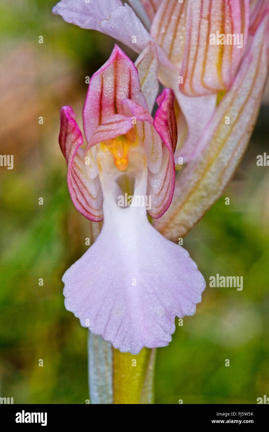 Butterfly orchis (Orchis papilionacea, Anacamptis papilionacea), single flower Stock Photo