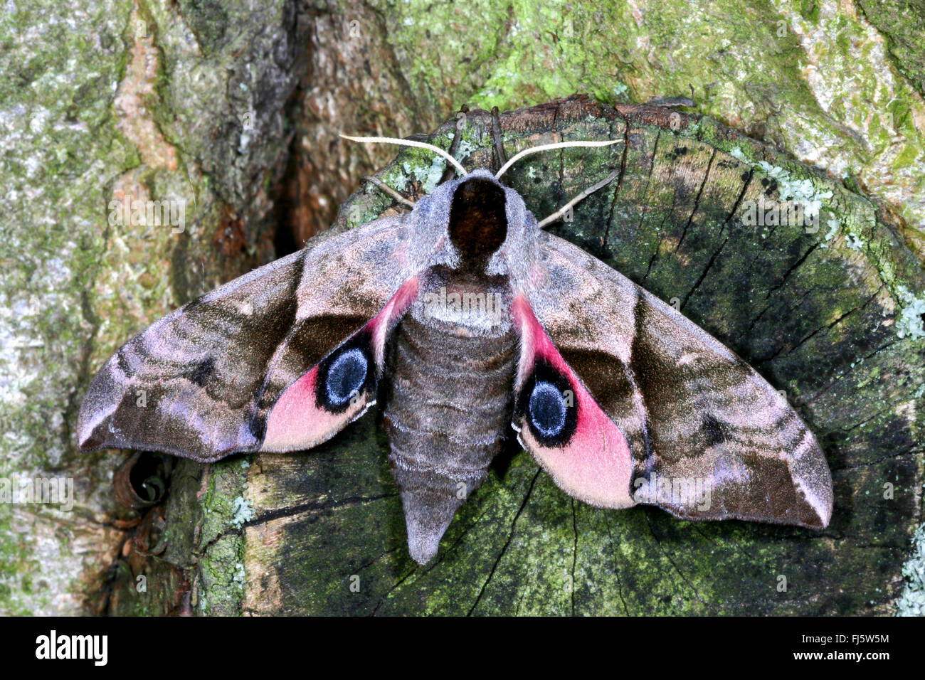 Eyed Hawk-Moth, Eyed Hawkmoth, Hawkmoths Hawk-moths (Smerinthus ocellata, Smerinthus ocellatus), on a tree trunk, Germany Stock Photo