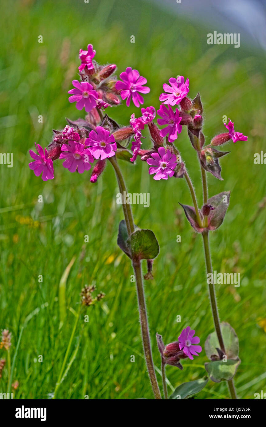 Red campion (Silene dioica), blooming in a meadow, Germany Stock Photo