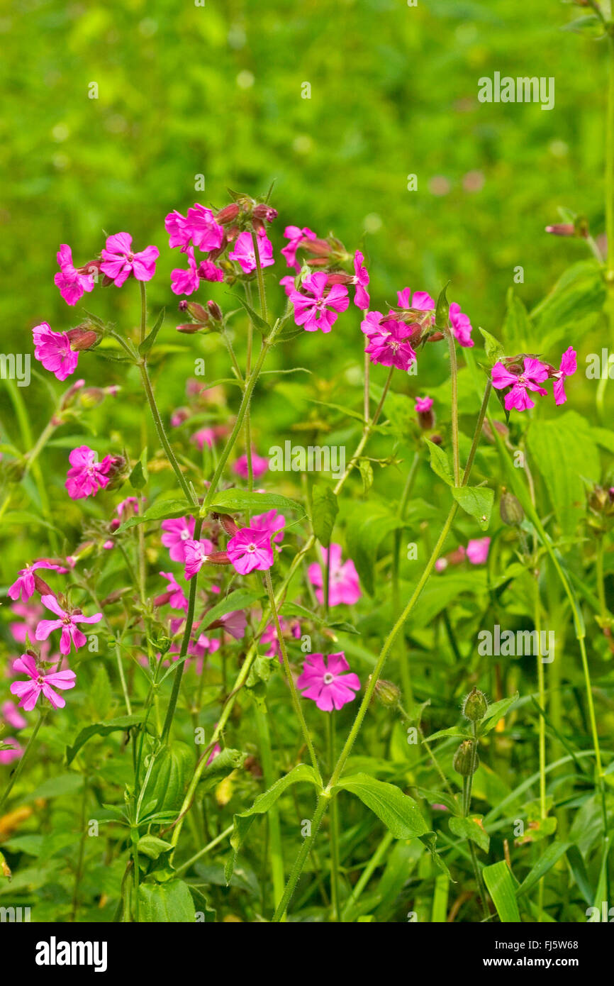 Red campion (Silene dioica), blooming in a meadow, Germany Stock Photo