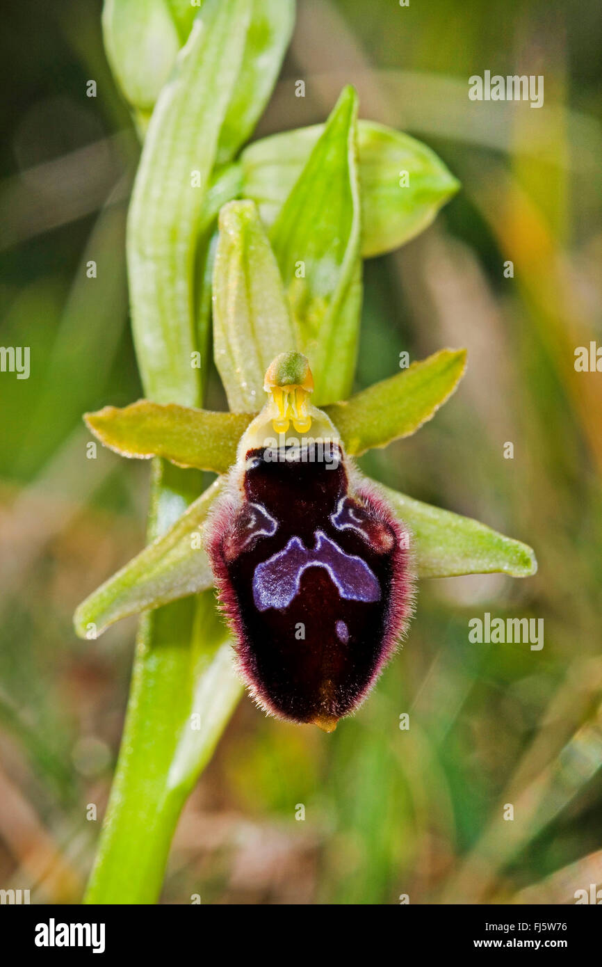 Promontory Orchid (Ophrys promontorii), single flower, Italy Stock Photo