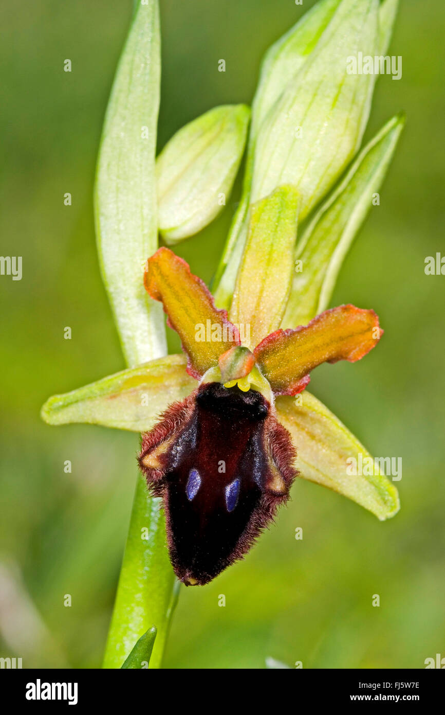 Promontory Orchid (Ophrys promontorii), single flower, Italy Stock Photo