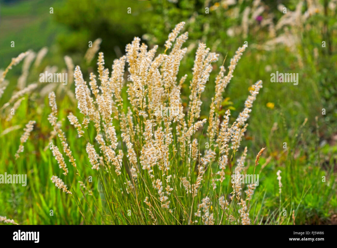 hairy melick (Melica ciliata), blooming, Germany Stock Photo