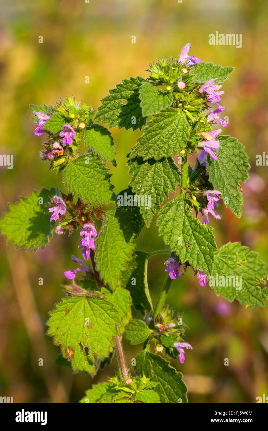 Black horehound (Ballota nigra, Ballota nigra subsp. nigra), blooming, Germany Stock Photo