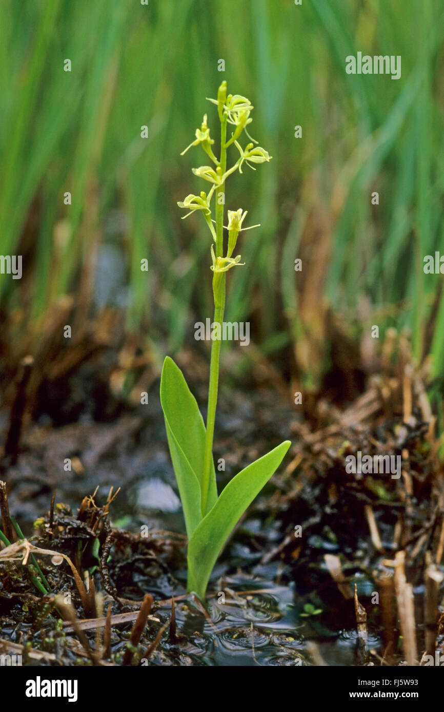 Fen orchid (Liparis loeselii), blooming, Germany Stock Photo