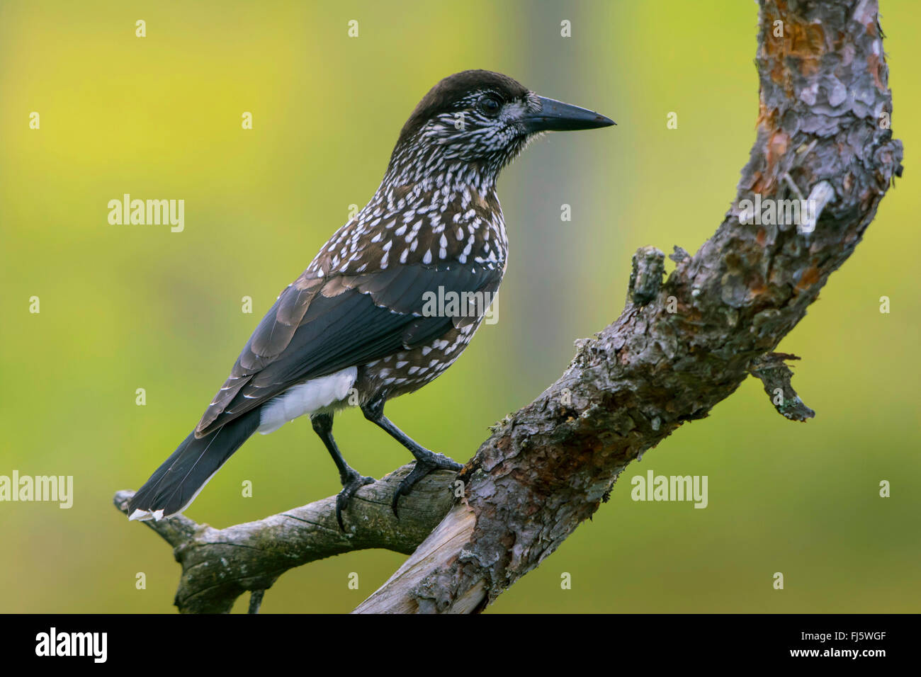 spotted nutcracker (Nucifraga caryocatactes), sits on a branch in forest, Norway, Trondheim Stock Photo
