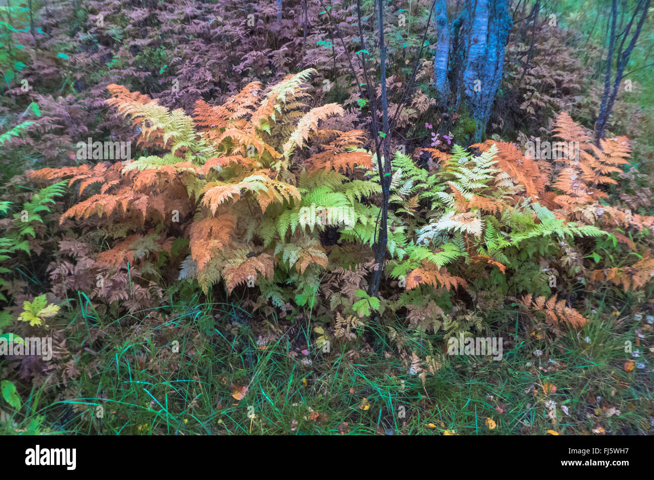 ferns in autumn, Norway, Troms Stock Photo