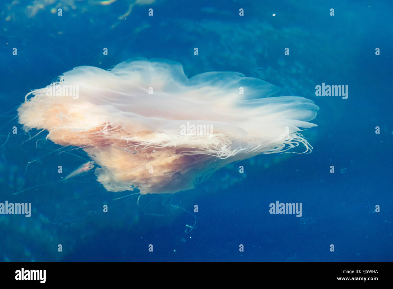 lion's mane, giant jellyfish, hairy stinger, sea blubber, sea nettle, pink jellyfish (Cyanea capillata), Hair Jellyfish with fishes, Norway, Troms Stock Photo