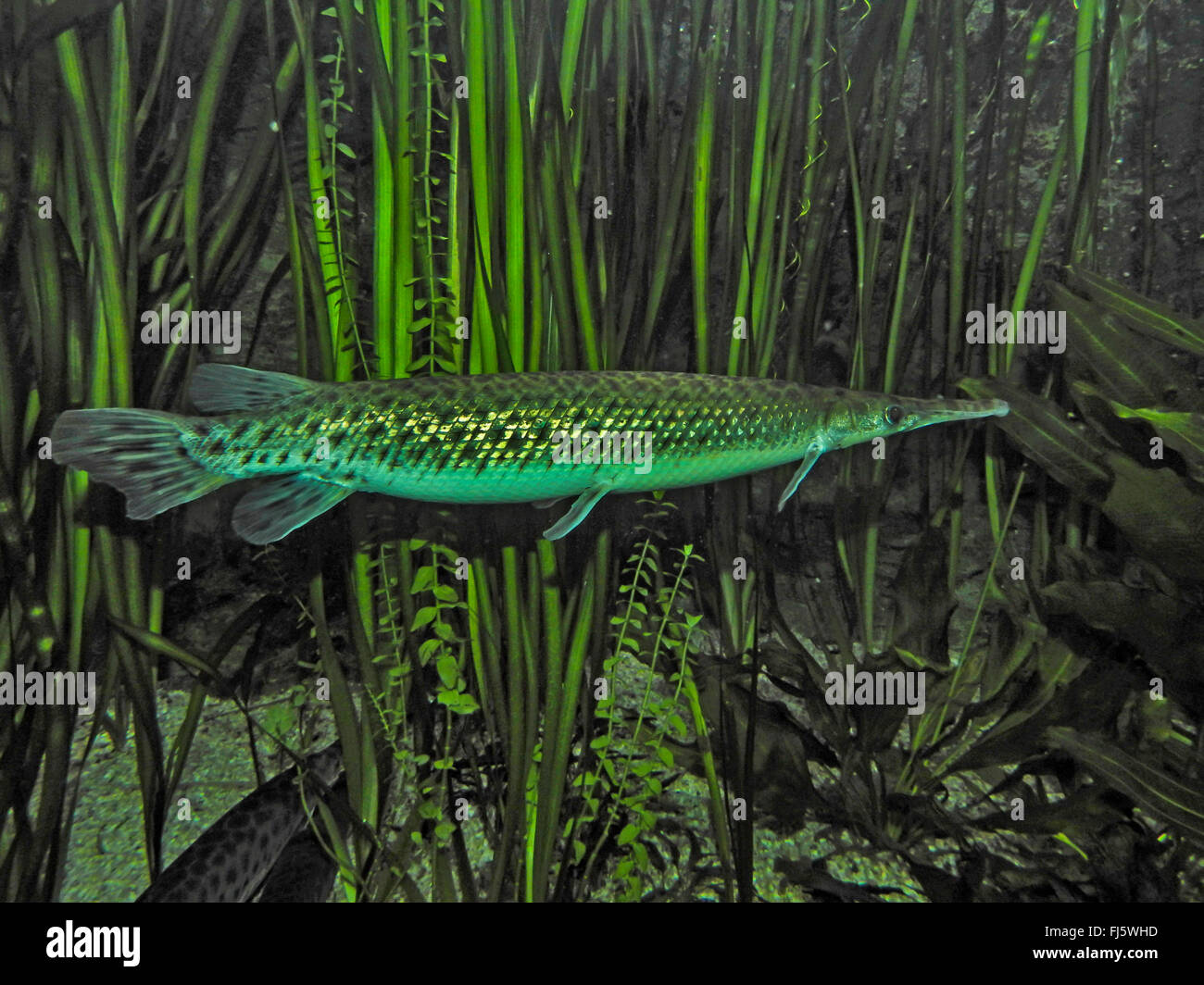 Caiman Gar (Lepisosteus platistomus), swimming Stock Photo