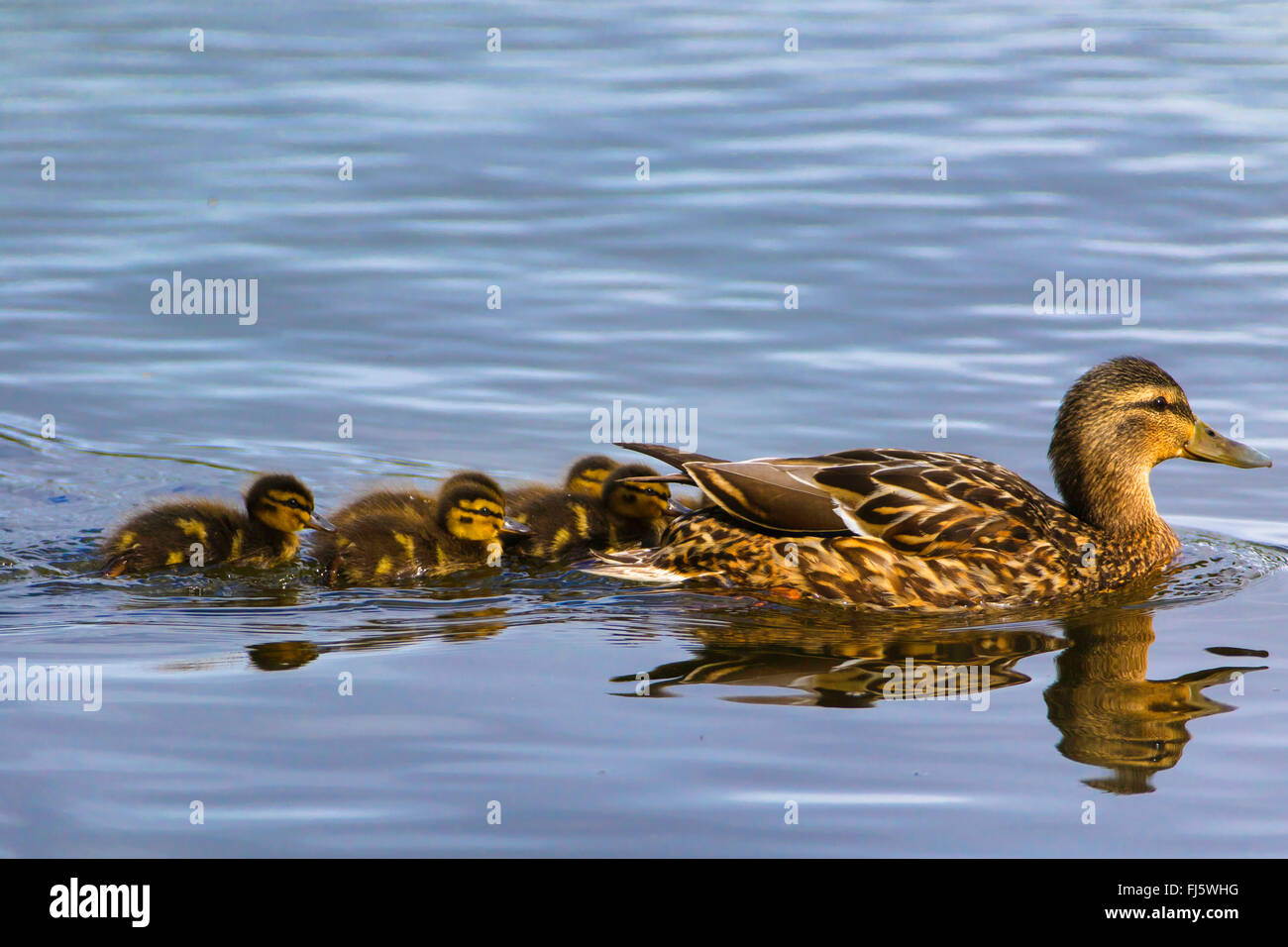 mallard (Anas platyrhynchos), swimming female with chicks, Norway, Troms Stock Photo