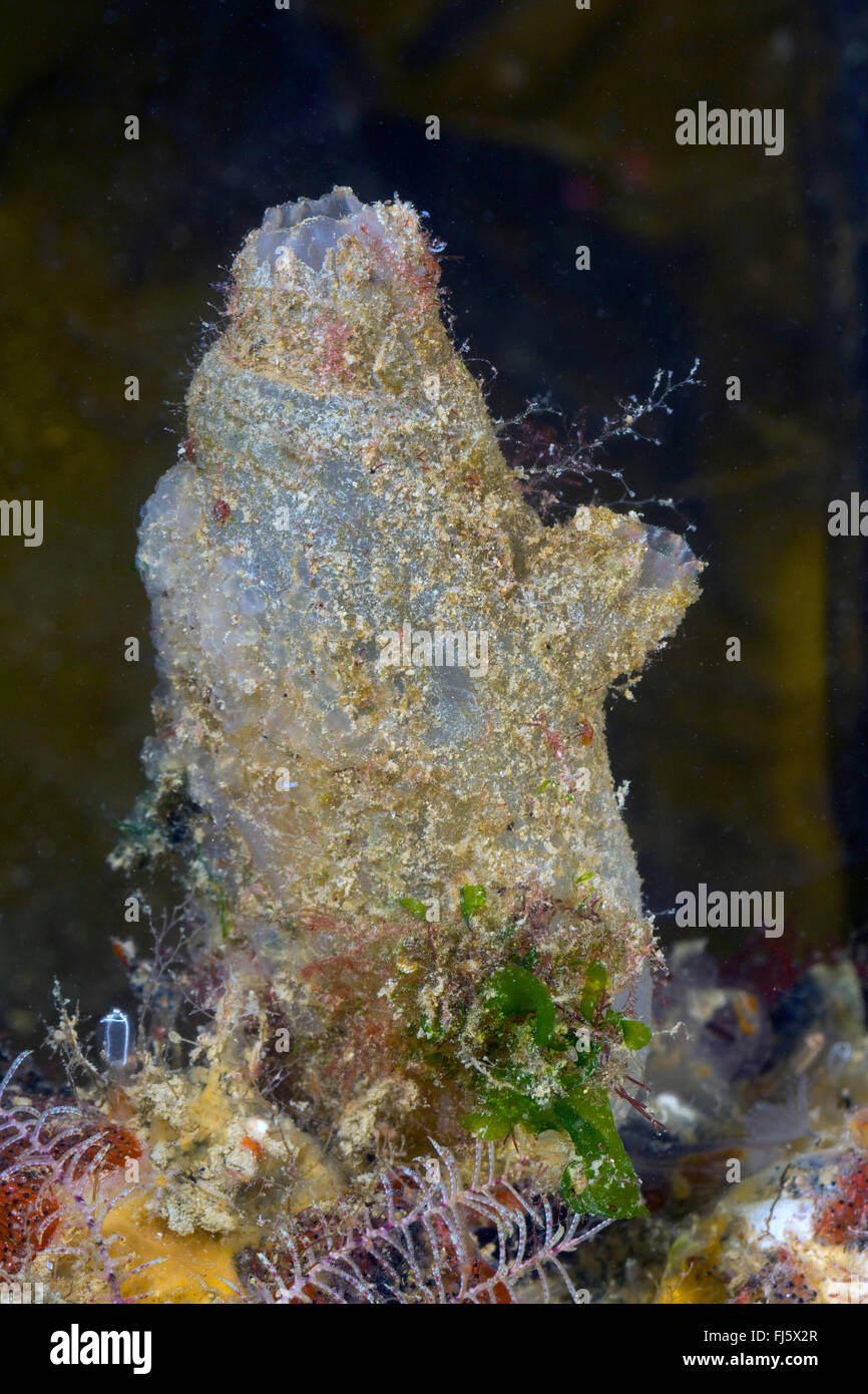 rough sea-squirt (Ascidiella aspersa, Ascidia aspersa), single rough sea-squirts Stock Photo