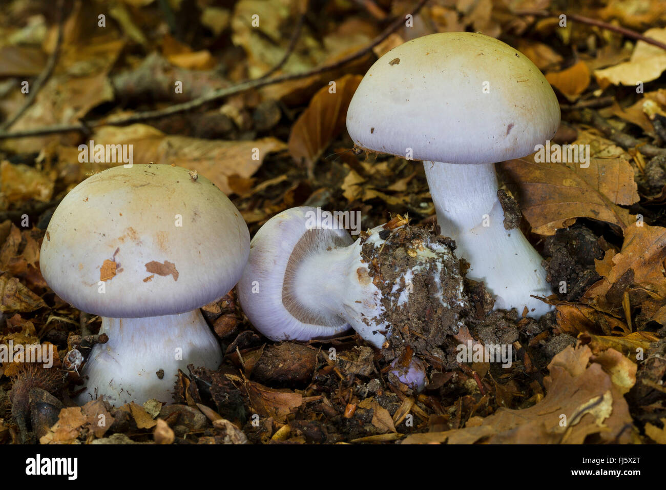 club fungus (Cortinarius largus, Cortinarius nemorensis, Cortinarius lividoviolaceus), three fruiting bodies on forest floor, Germany Stock Photo