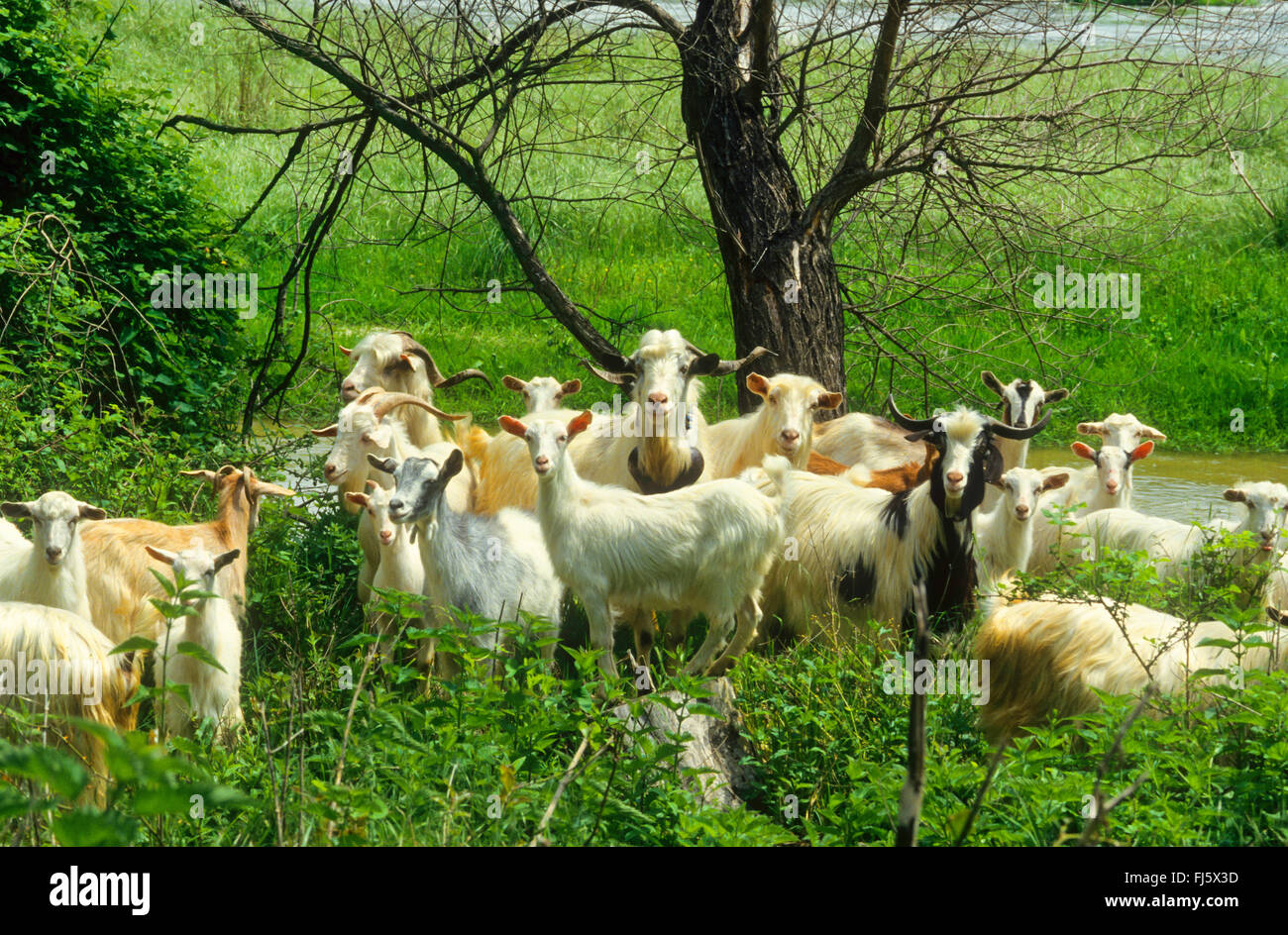 domestic goat (Capra hircus, Capra aegagrus f. hircus), herd of goats, pasturing with goats, Germany Stock Photo