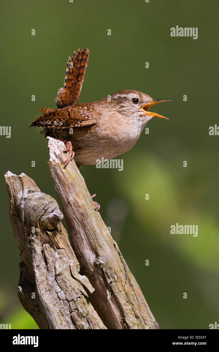 winter wren (Troglodytes troglodytes), singing on a broken branch, Germany Stock Photo