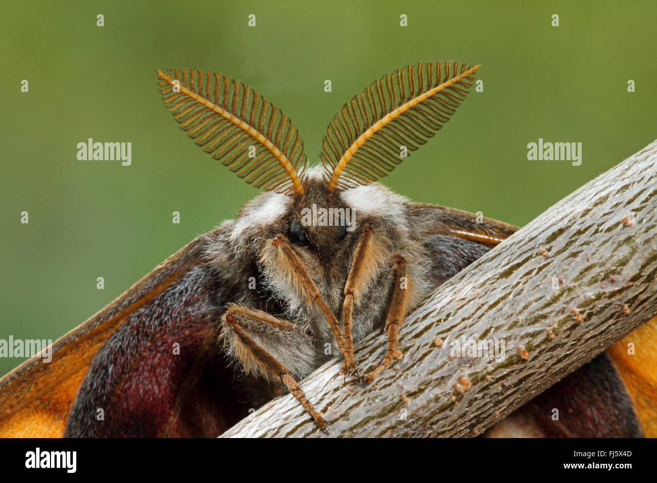 Emperor moth, Small Emperor Moth (Saturnia pavonia, Eudia pavonia), male with large antennae, Germany Stock Photo