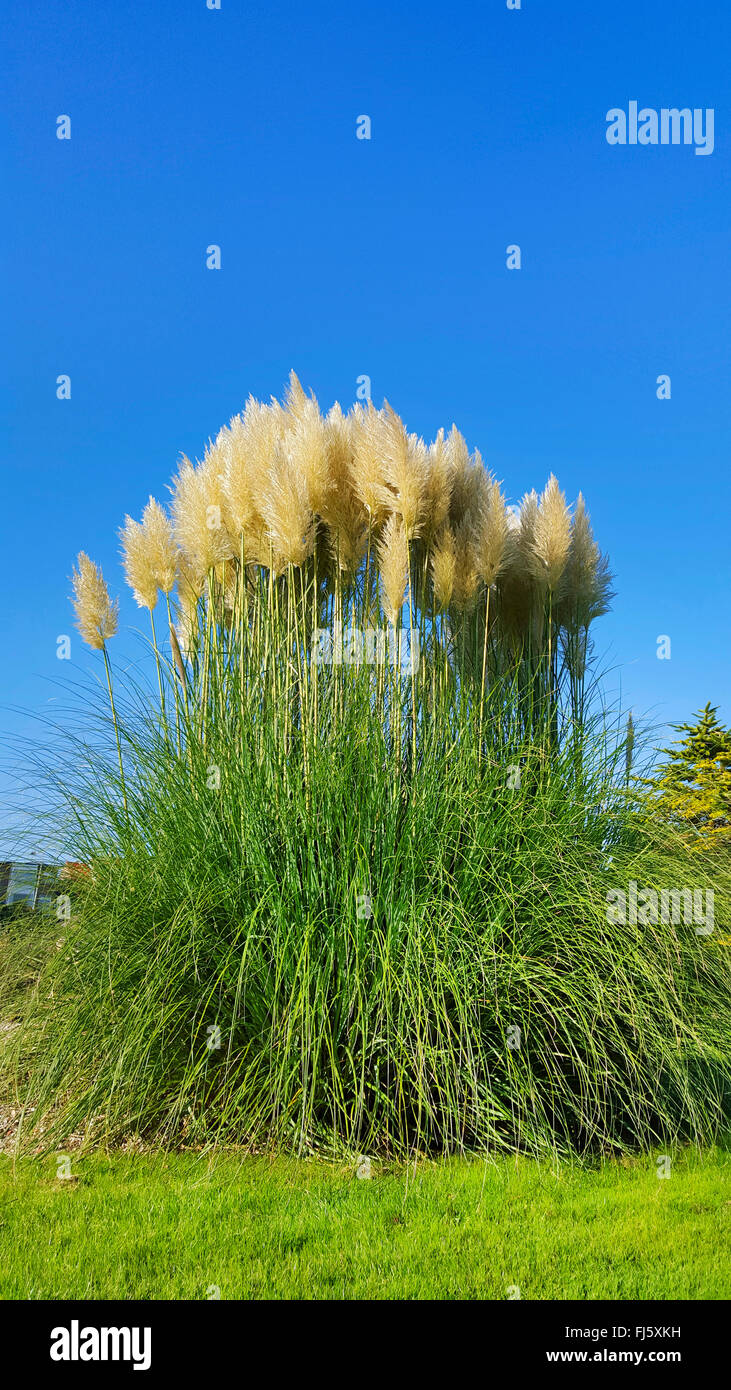 Pampas grass hires stock photography and images Alamy