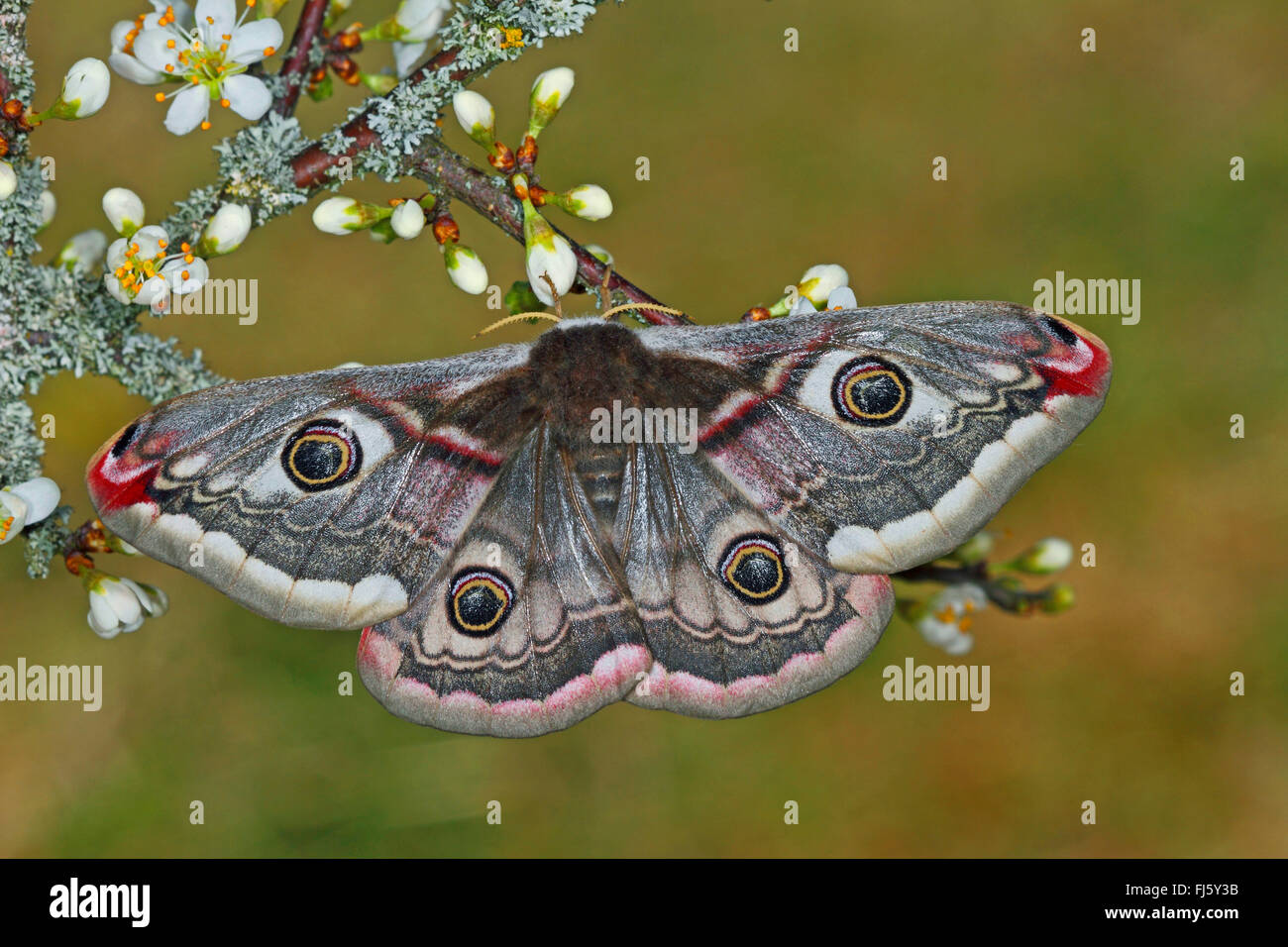 Emperor moth, Small Emperor Moth (Saturnia pavonia, Eudia pavonia), female, Germany Stock Photo