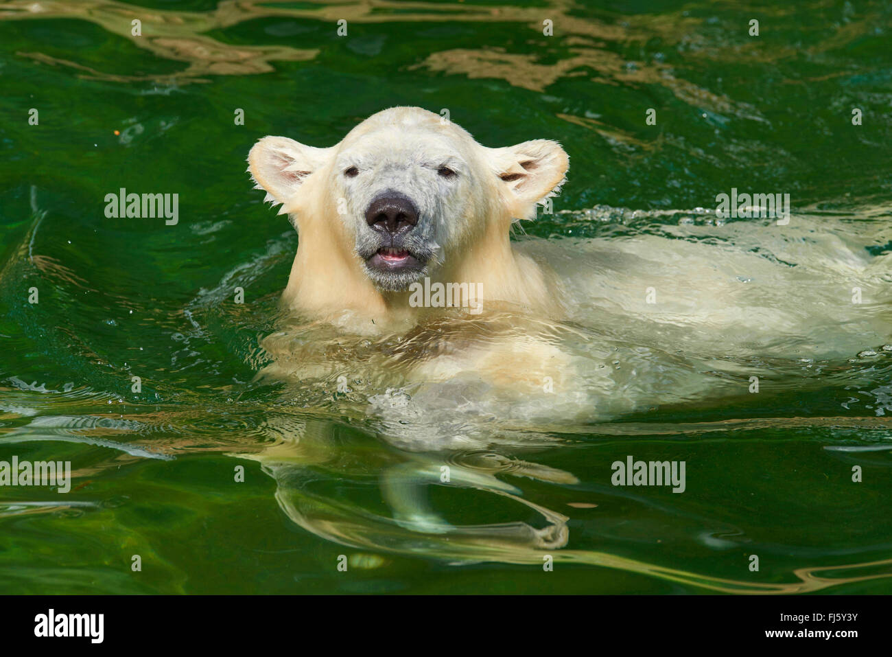 polar bear (Ursus maritimus), swimming Stock Photo