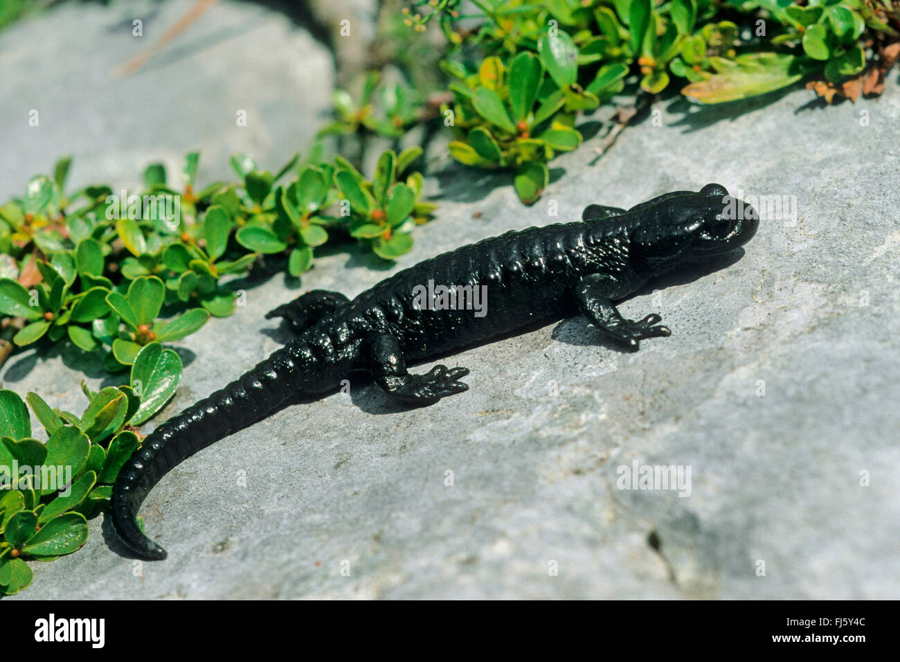 Alpine salamander, European Alpine salamander (Salamandra atra), sits on a stone, Germany Stock Photo