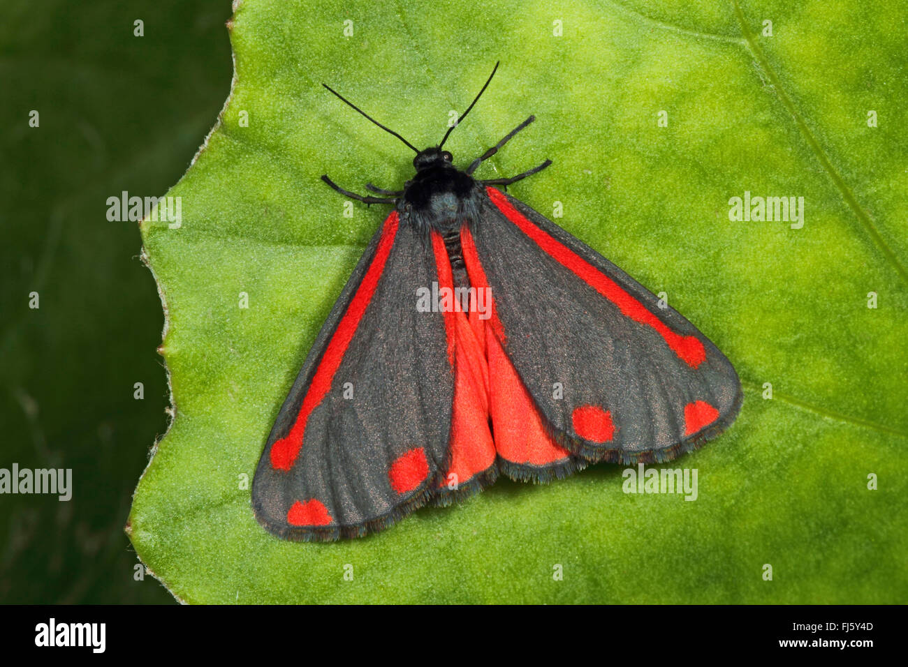 Cinnabar visual data 7
