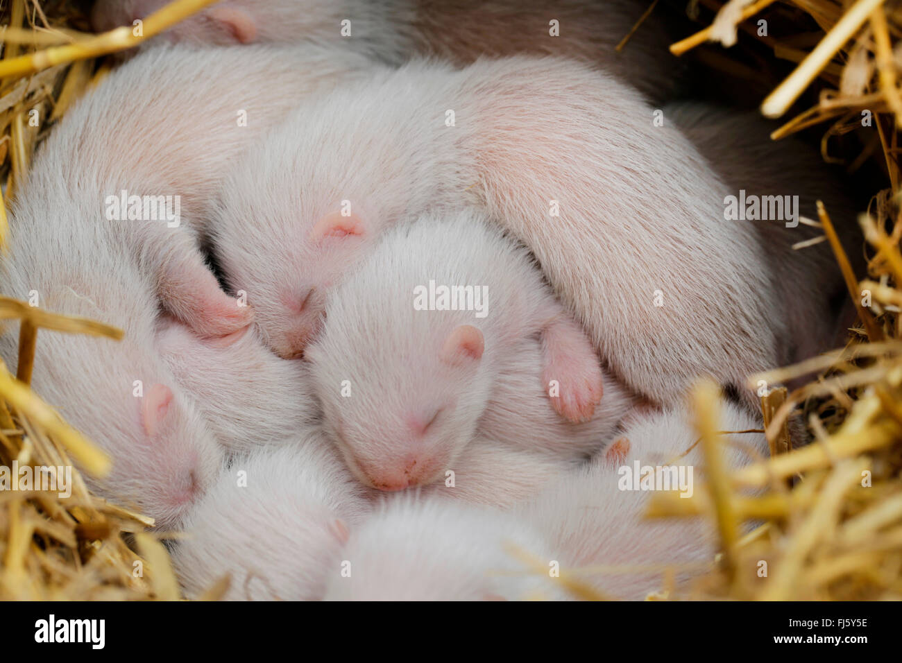 domestic polecat, domestic ferret (Mustela putorius f. furo, Mustela putorius furo), about two weeks old littermates in a bale of straw, Germany, Bavaria Stock Photo