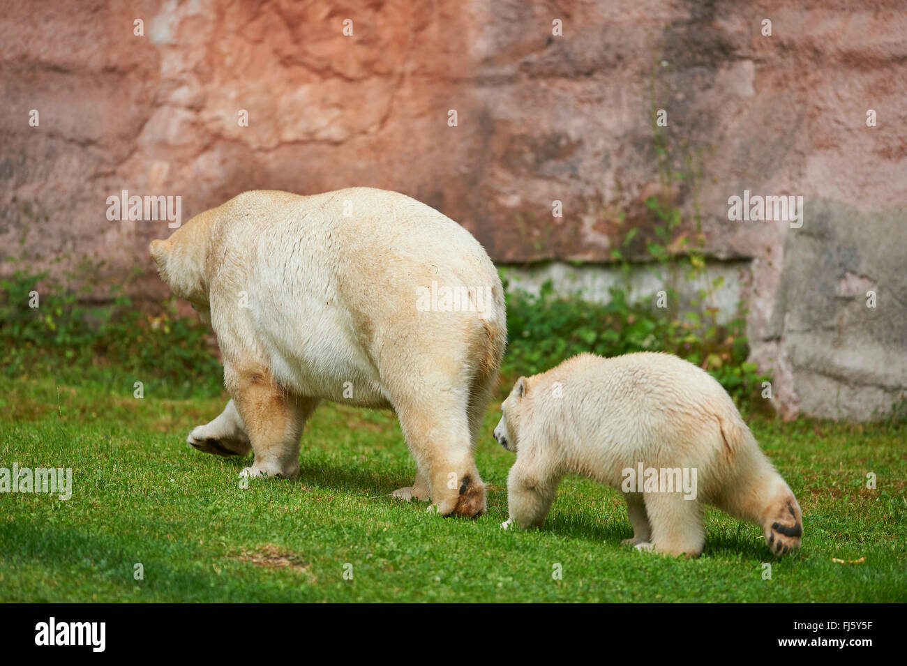 polar bear (Ursus maritimus), polar bear cub walking behind its mother, side view Stock Photo