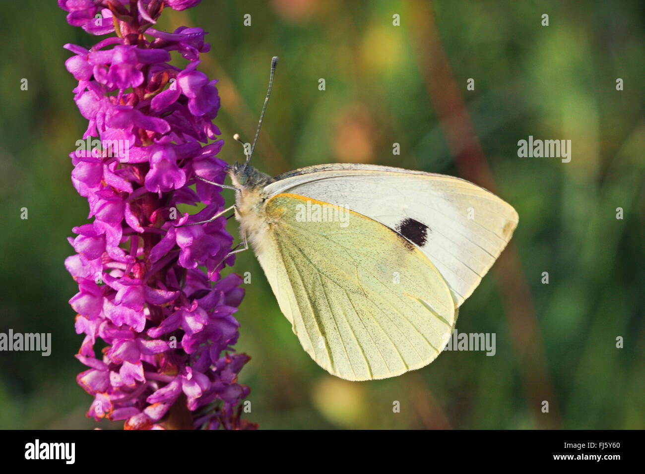 large white (Pieris brassicae), at an inflorescence of fragrant orchid, Gymnadenia conopsea, Germany Stock Photo