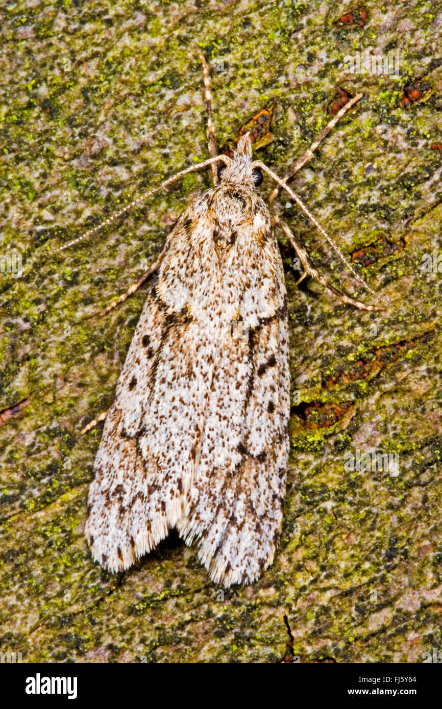 March Dagger Moth (Diurnea fagella, Tinea fagella), on bark, Germany Stock Photo