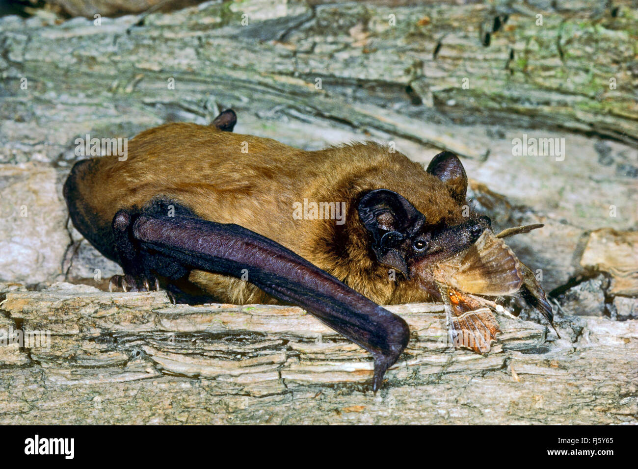 noctule (Nyctalus noctula), with prey, feeds a , Germany Stock Photo