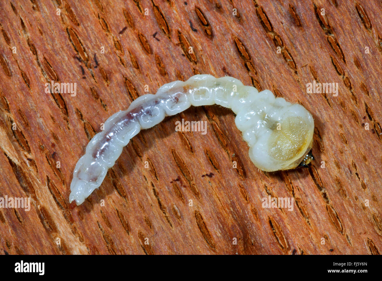buprestid (Chrysobothris spec), larva Stock Photo - Alamy