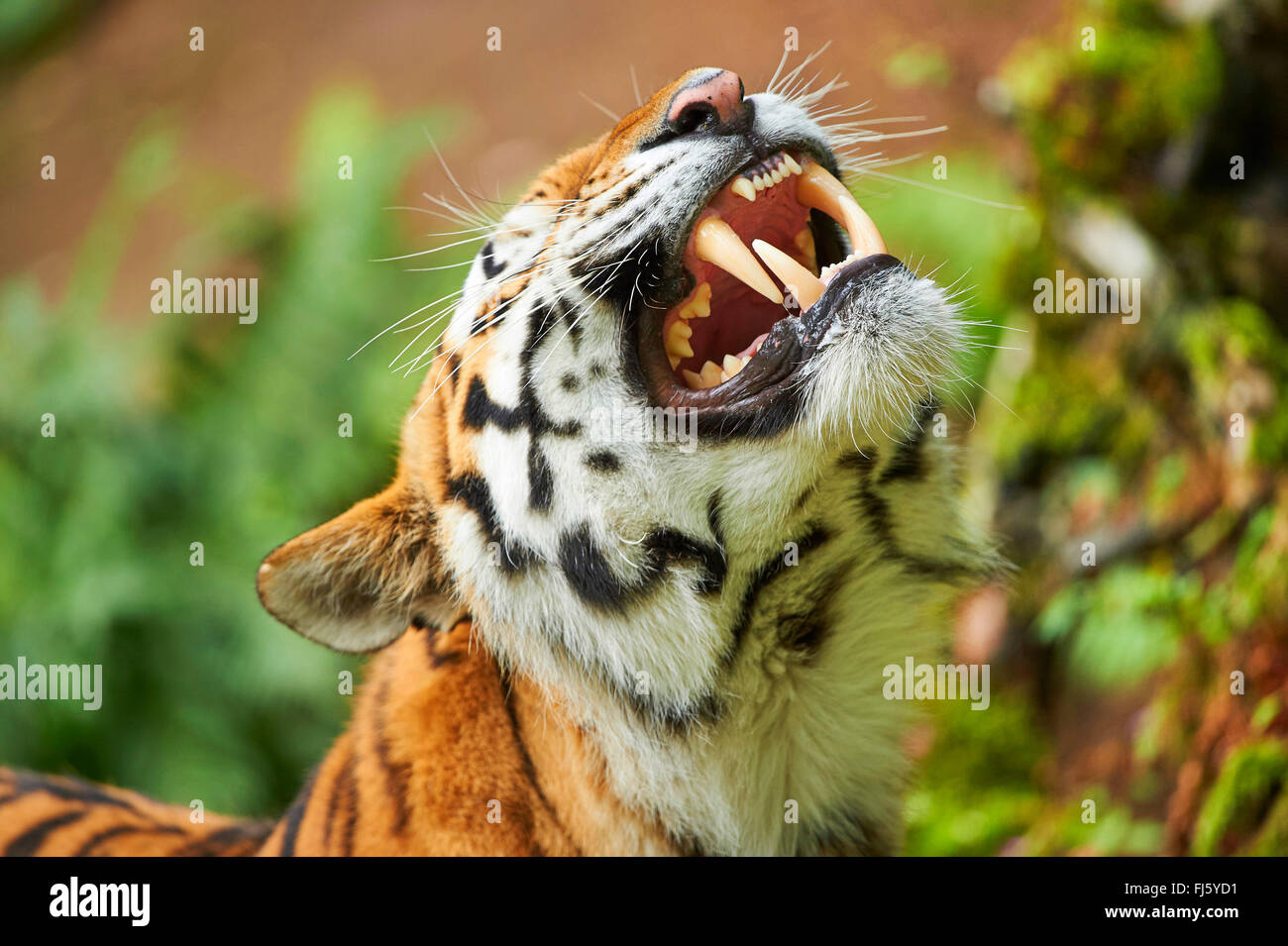 Siberian tiger, Amurian tiger (Panthera tigris altaica), roaring tiger Stock Photo