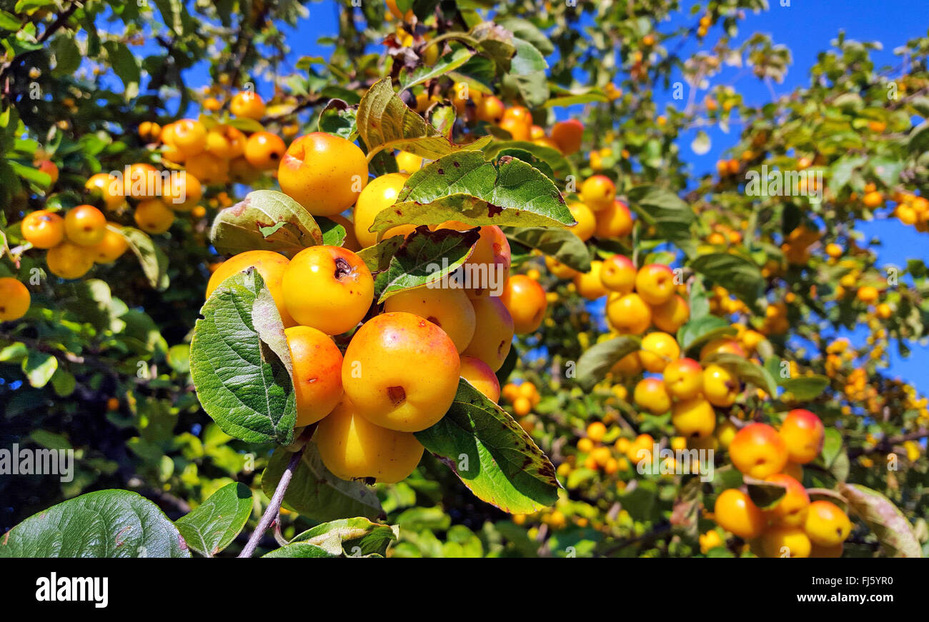 Toringo CrabApple, Toringo Crab apple (Malus x zumi 'Golden