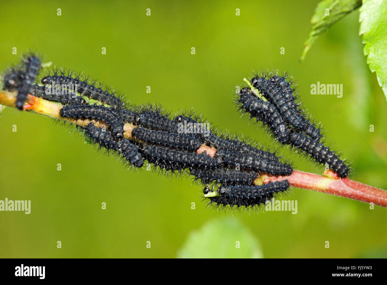 Emperor moth, Small Emperor Moth (Saturnia pavonia, Eudia pavonia), several caterpillars on a stem, Germany Stock Photo