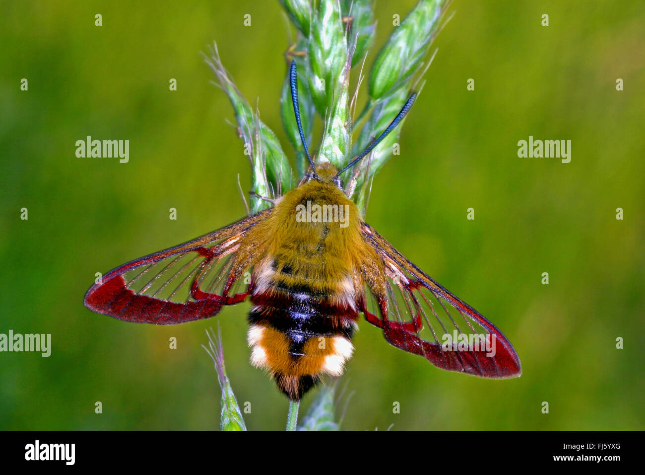 Broad-bordered bee hawk-moth, Broad-bordered bee hawkmoth (Hemaris fuciformis, Haemorrhagia fuciformis), at a grass ear, Germany Stock Photo