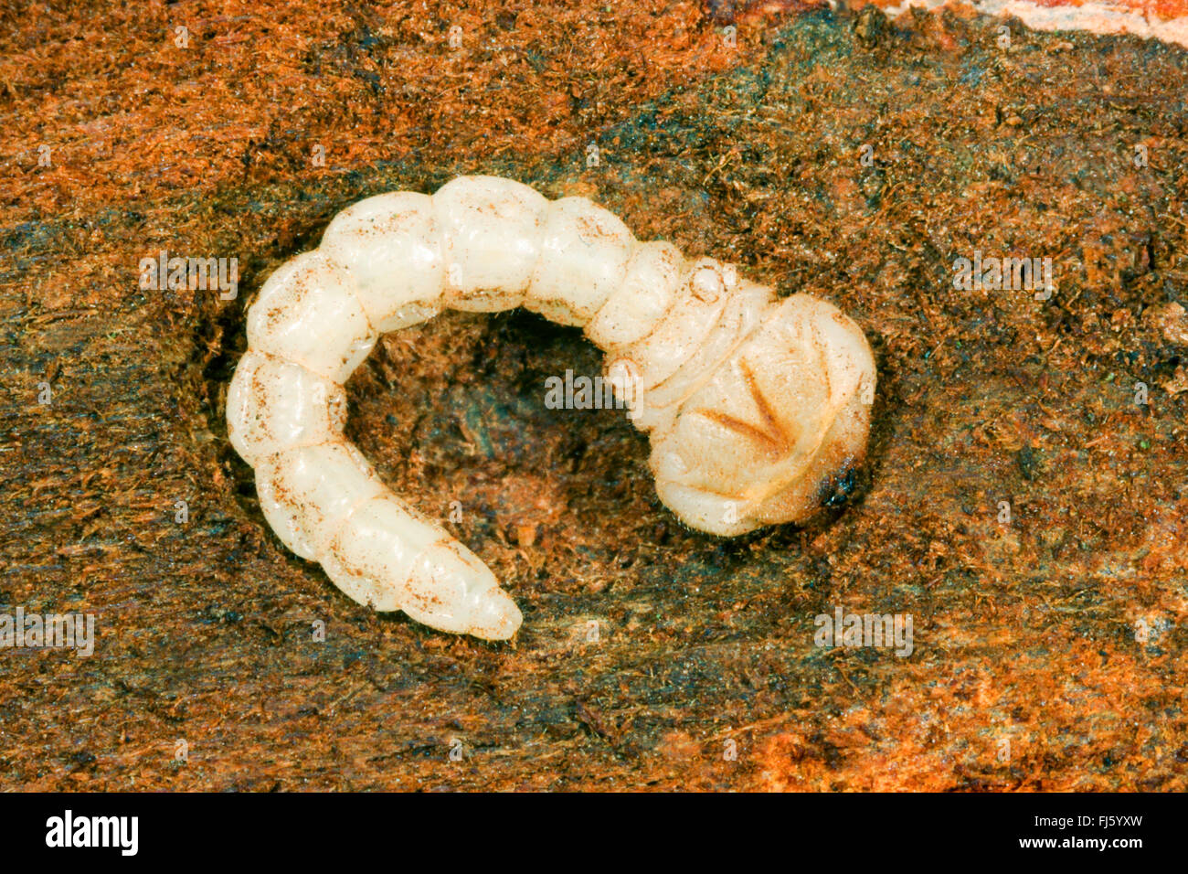 Jewel beetle, Woodboring beetle (Anthaxia candens), larva, Germany Stock Photo Alamy