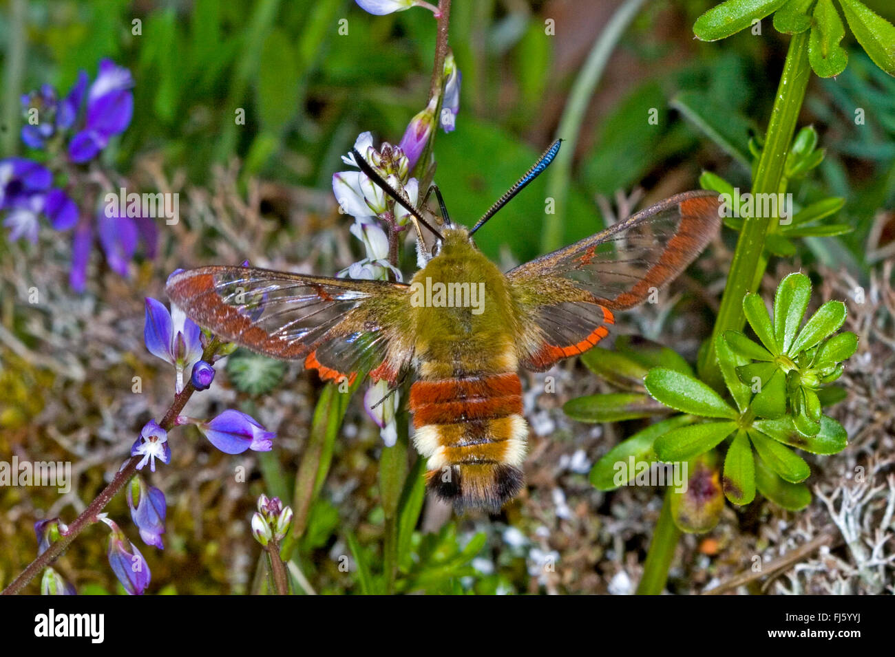 Broad-bordered bee hawk-moth, Broad-bordered bee hawkmoth (Hemaris fuciformis, Haemorrhagia fuciformis), hovering, Germany Stock Photo