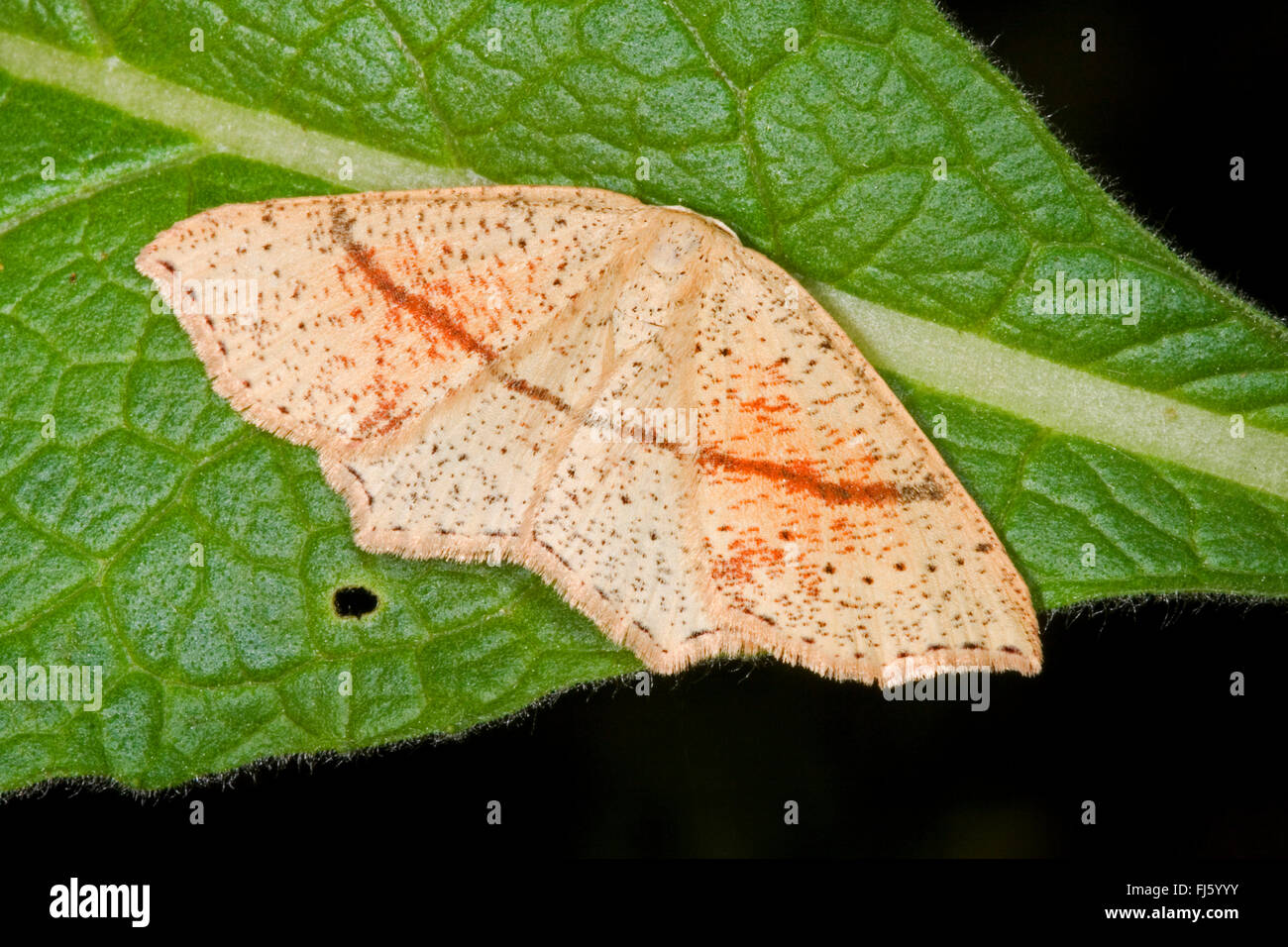 Maiden's blush moth (Cosymbia punctaria, Cyclophora punctaria), sits on a leaf, Germany Stock Photo