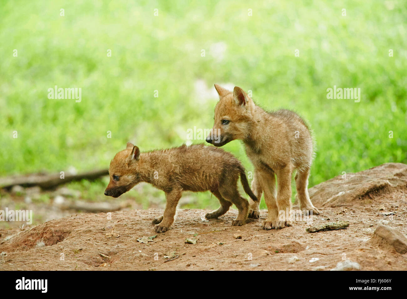 European gray wolf (Canis lupus lupus), two wolf cubs , Germany, Bavaria Stock Photo