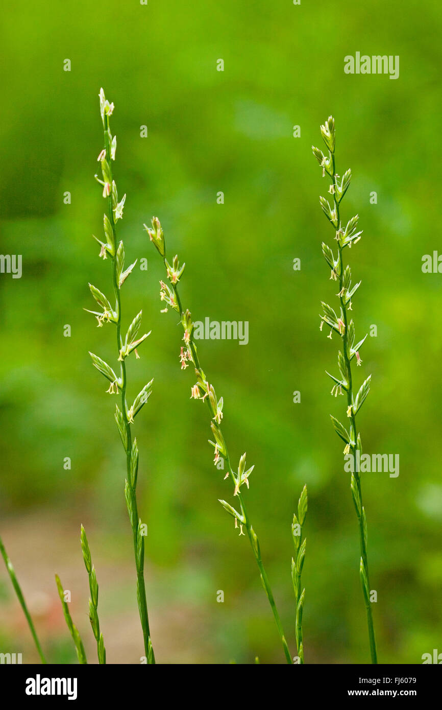 common darnel, common ray, perennial ray, perennial rye-grass (Lolium perenne), spikes, Germany Stock Photo