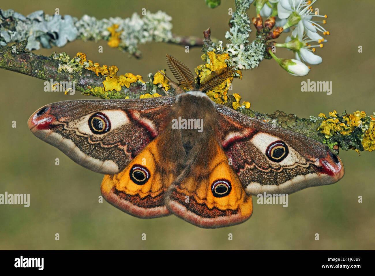 Emperor moth, Small Emperor Moth (Saturnia pavonia, Eudia pavonia), male, Germany Stock Photo