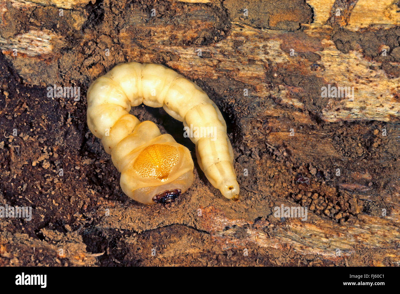 European sculptured pine borer (Chalcophora mariana), larva, Germany Stock Photo