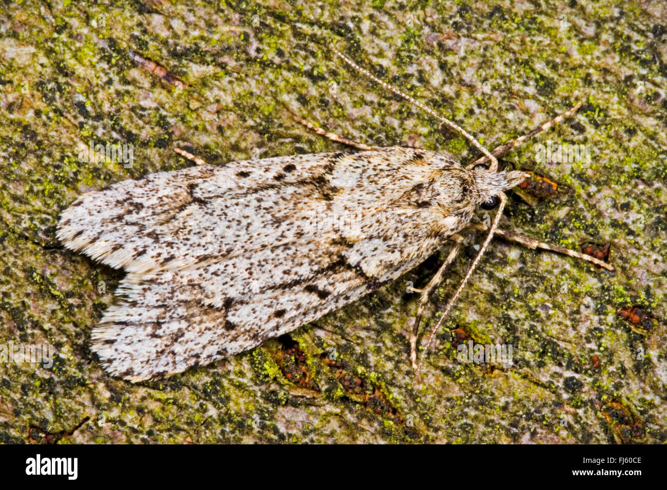 March Dagger Moth (Diurnea fagella, Tinea fagella), on bark, Germany Stock Photo