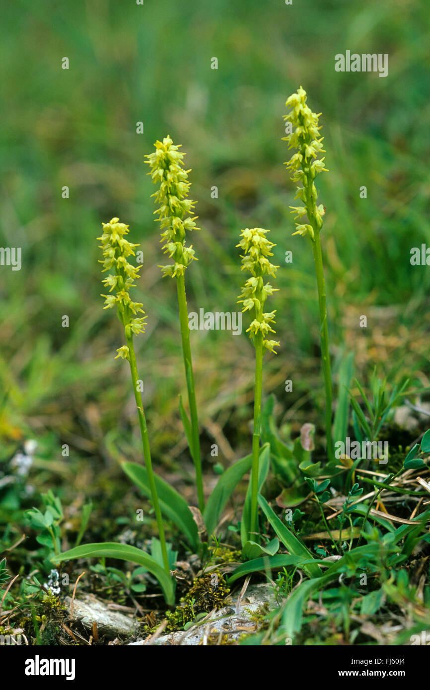 Musk orchid (Herminium monorchis), blooming, Germany Stock Photo