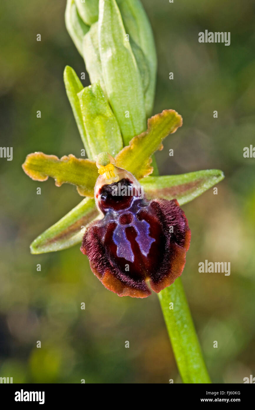 Monte Gargano ophrys (Ophrys garganica, Ophrys passionis ssp. garganica