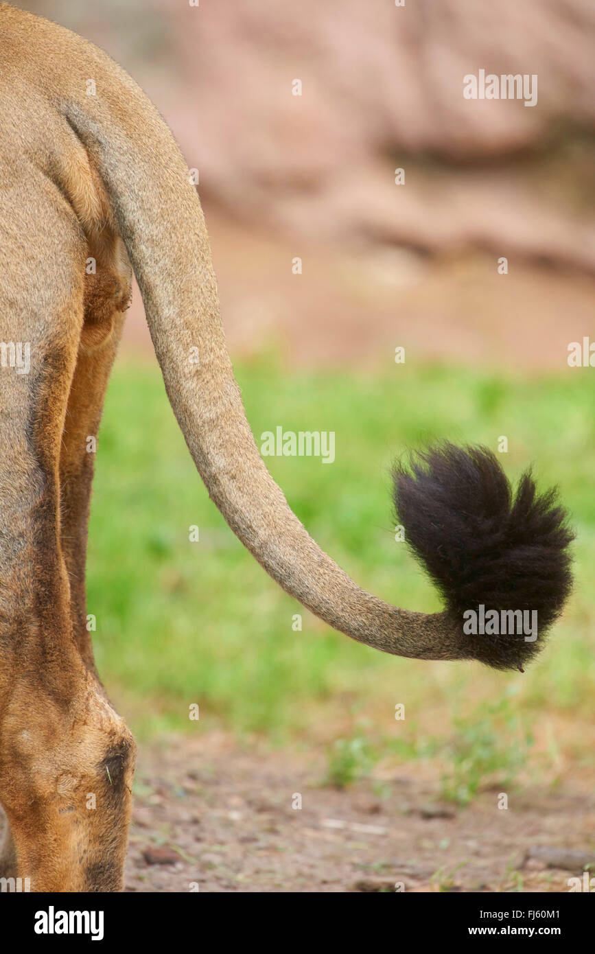 Lion tail hires stock photography and images Alamy